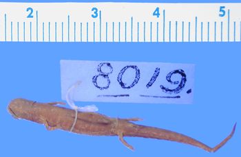 Media type: image; Herpetology A-8019